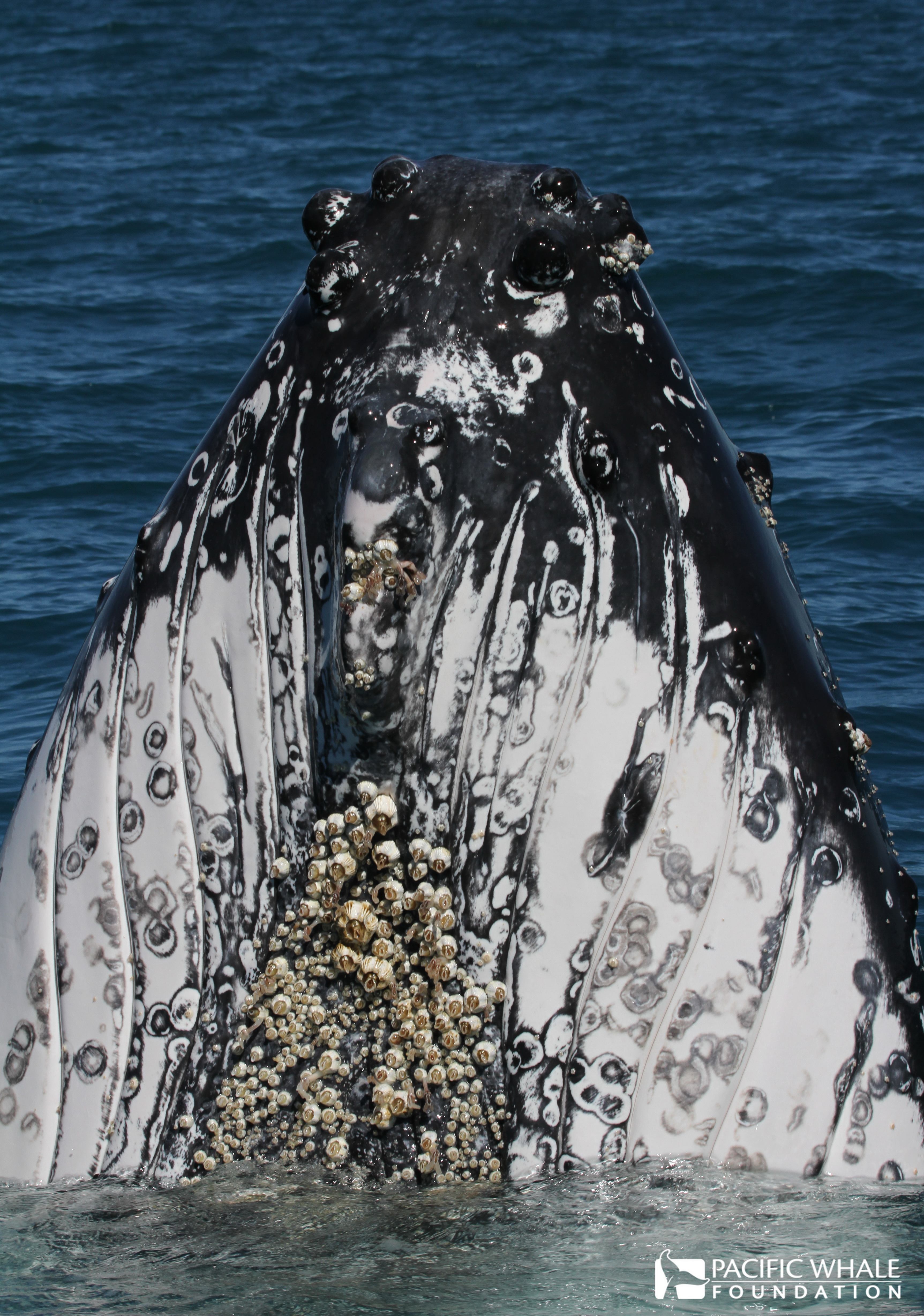 Barnacle blog | Pacific Whale Foundation